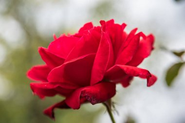 Bahçede tek bir kırmızı gül