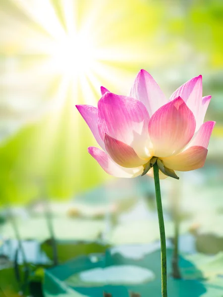 Рожева квітка лотоса на фоні відкритого розмиття — стокове фото