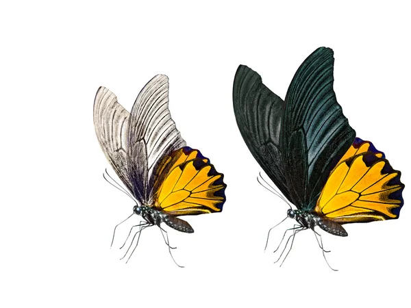Owady motyl na białym tle — Zdjęcie stockowe