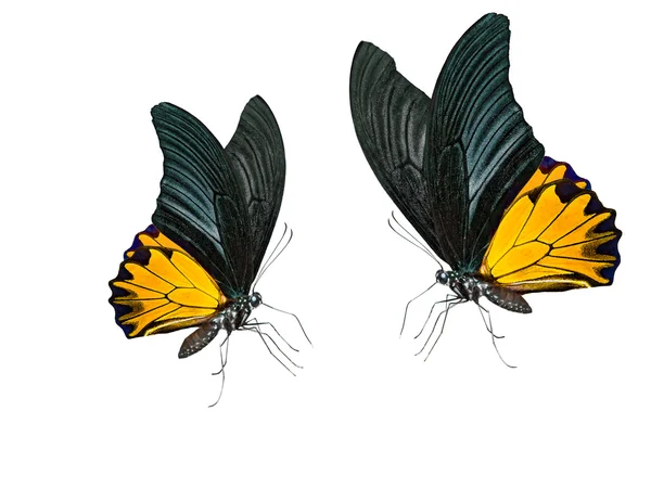 Inseto borboleta isolado em branco — Fotografia de Stock