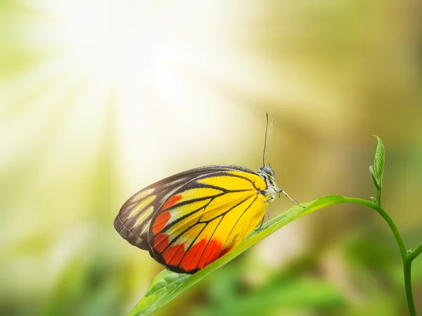 Beautiful butterfy stand on green leaf — Stock fotografie