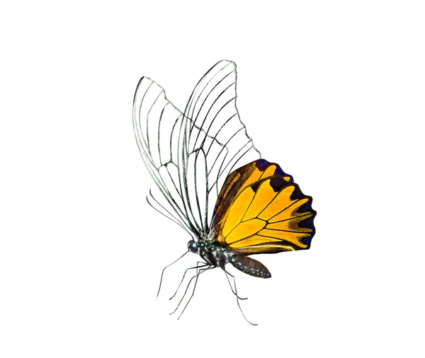 Inseto borboleta isolado em branco — Fotografia de Stock