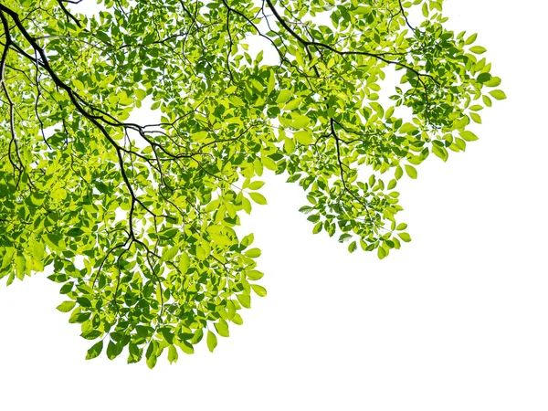 Green leaves isolated on white — Stock Photo, Image