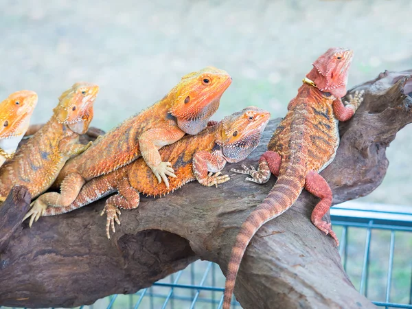 Renkli iguana kertenkele aninmal vuruşta kapatın — Stok fotoğraf