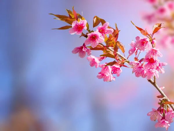 Cherry flowers blooming on outdoor park — Stock Photo, Image