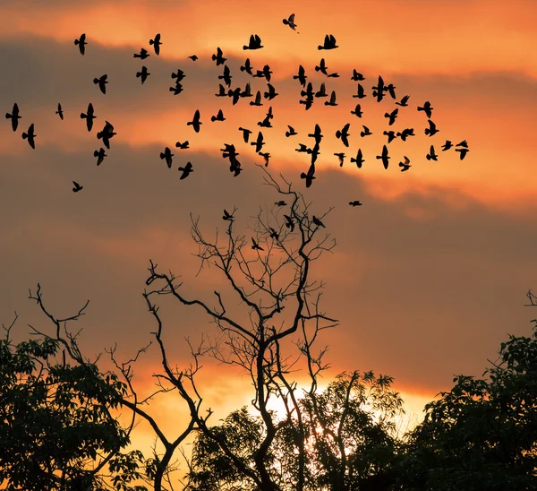 silhouette of flying birds on sunset sky