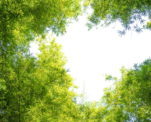 Зеленая бамбуковая листва на белом — стоковое фото