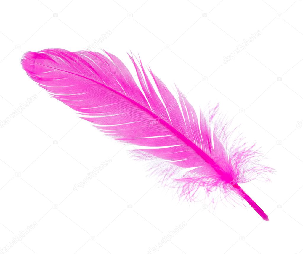 soft fluffy bird feather isolated on white