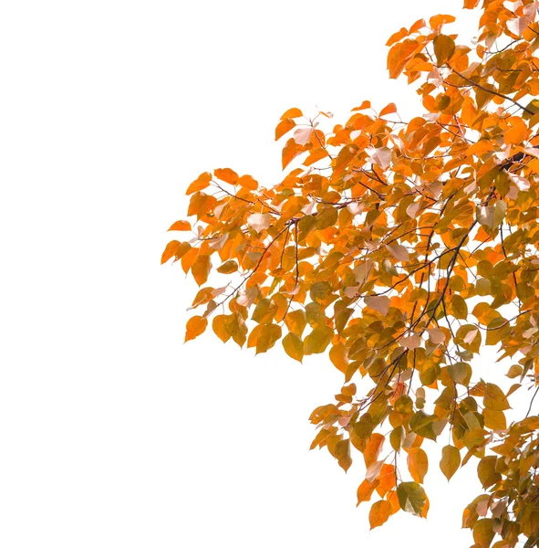 붉은 잎 흰색 절연 — 스톡 사진