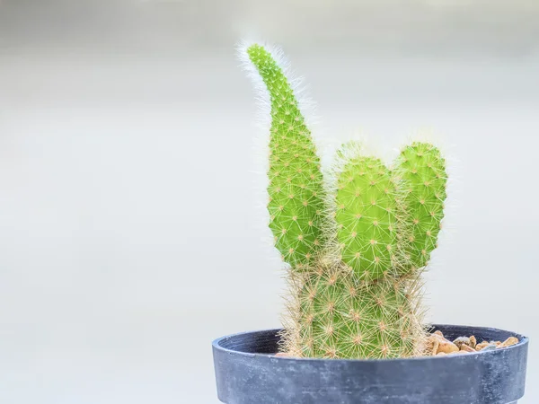 Primo piano colpo su piccolo cactus verde — Foto Stock