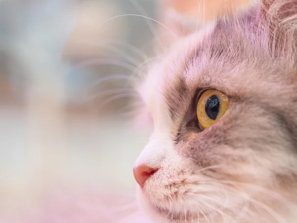 Nahaufnahme auf einzelne niedliche flauschige Katze — Stockfoto