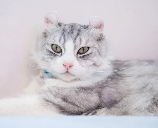 Nahaufnahme auf einzelne niedliche flauschige Katze — Stockfoto