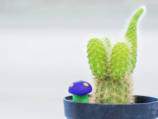 Close-up shot op kleine groene cactus — Stockfoto