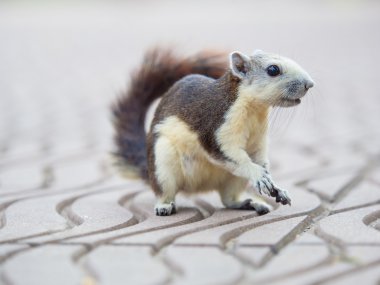 yerli sincap park üzerinde tohum Mısır yemek