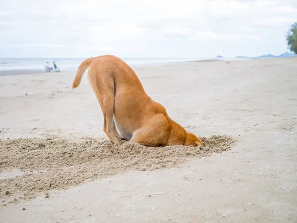 kahverengi yerli köpek kafasını kum deliğe gizler