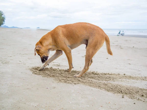 Hnědá domácí pes skrývá svou hlavu v pískové jámě — Stock fotografie