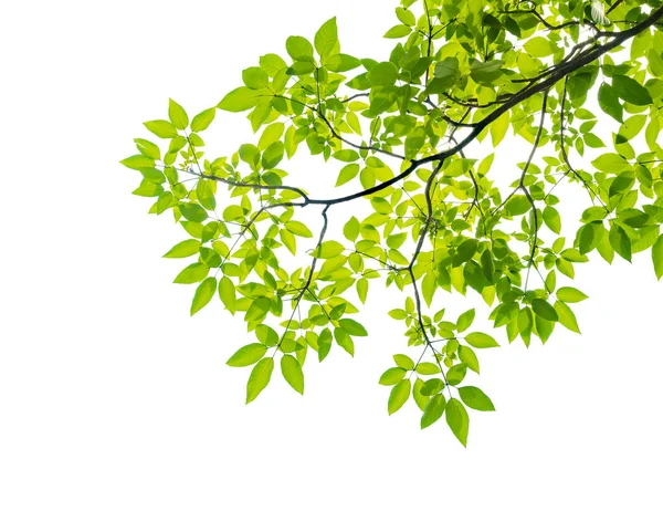 Зеленые листья выделены на белый — стоковое фото