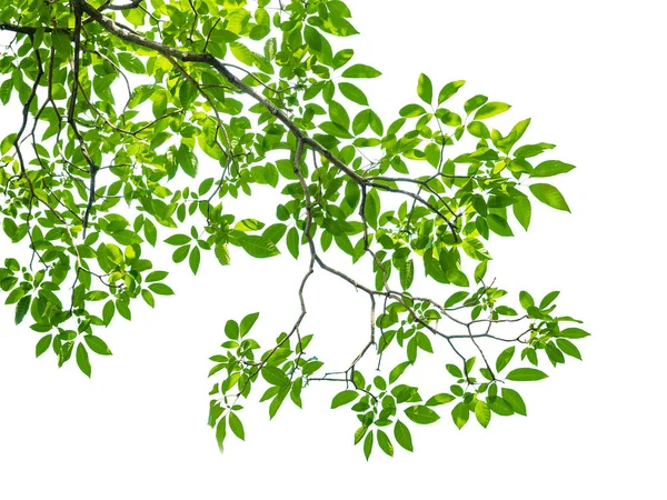 yeşil yapraklar beyaz üzerinde izole