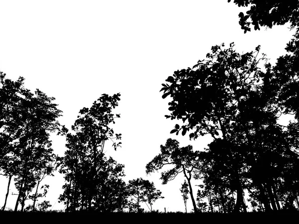 Silhouette de nombreux arbres sur la forêt — Photo