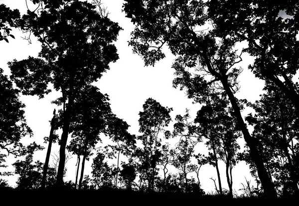 Silhouette de nombreux arbres sur la forêt — Photo