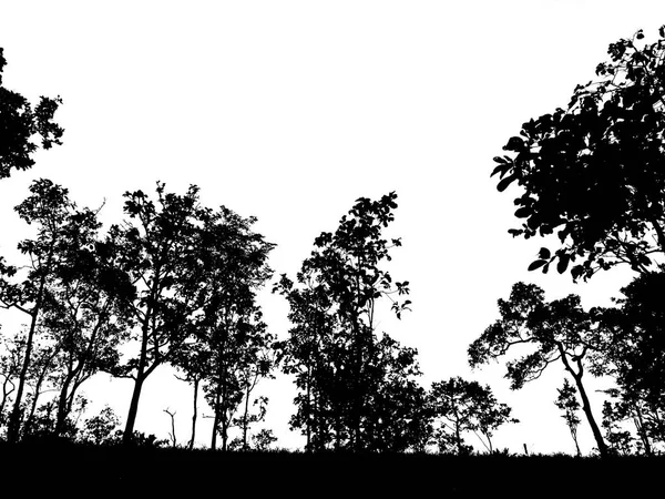 Silhouette de nombreux arbres sur la forêt — Photo