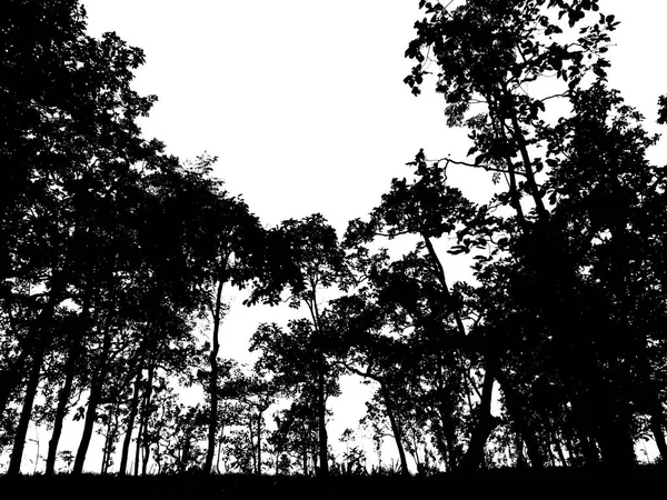 Silhouette of many trees on the forrest — Stock Photo, Image