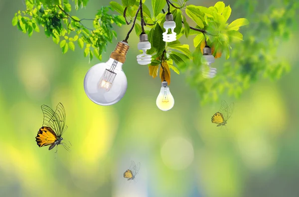 Suicide tree with leaves isolated on white background — Stock Photo, Image