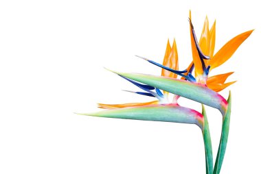  Beyaz arkaplanda yalıtılmış tropik çiçek