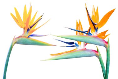  Beyaz arkaplanda yalıtılmış tropik çiçek