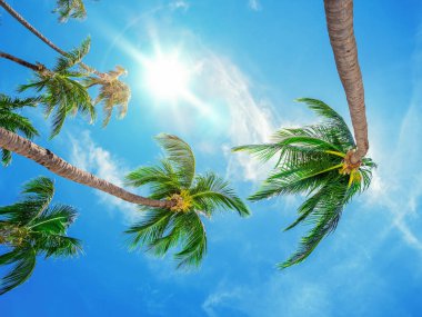 Mavi gökyüzü birçok hindistancevizi palmiye ağaçlarının