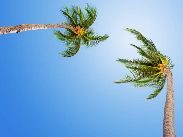 Багато кокосових пальм на блакитному небі — стокове фото