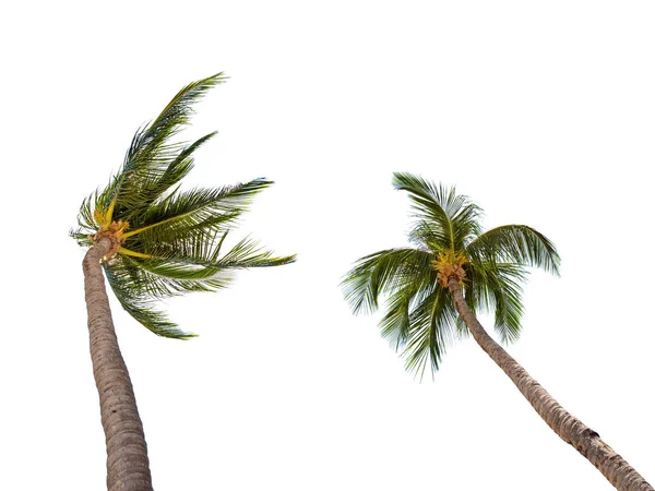 Muitas palmeiras de coco em branco — Fotografia de Stock