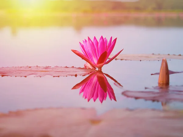 Red lotus blooming on the water surface — Stock Photo, Image