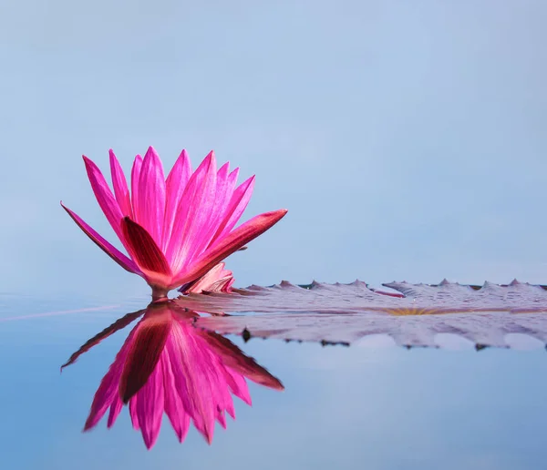 Red lotus blooming on the water surface — Stock Photo, Image