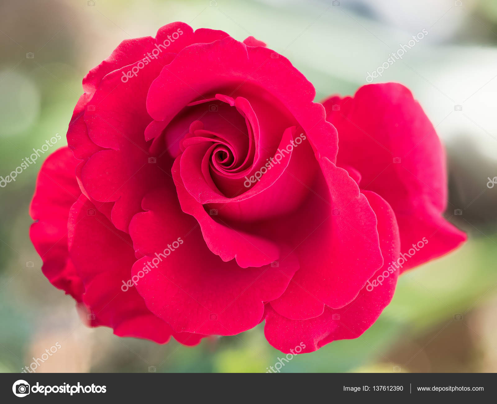 Fleur De Belle Fleur Rose Sur La Nature Photographie