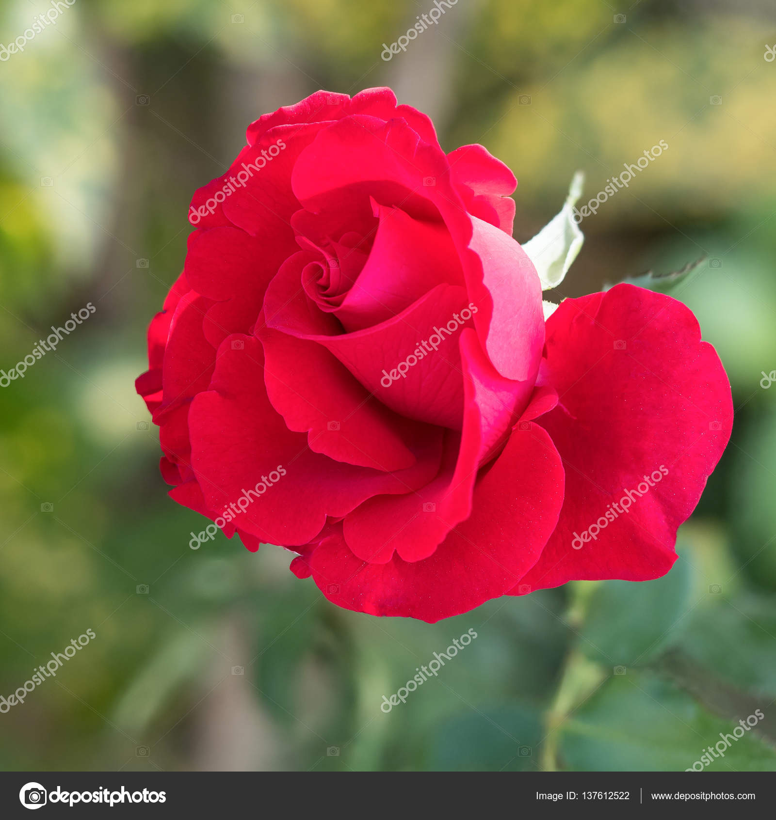 Georges Vigouroux Bellefleur De Haute Serre Brut Rose Malbec