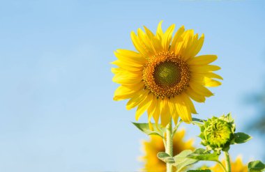 çiftlikte çiçek açan ayçiçeği