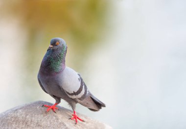 yerli pigeon kuş ayakta beyaz gökyüzü