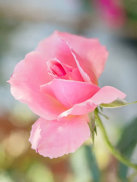 自然に美しいバラの花の花 — ストック写真