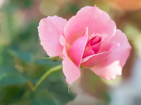 自然に美しいバラの花の花 — ストック写真