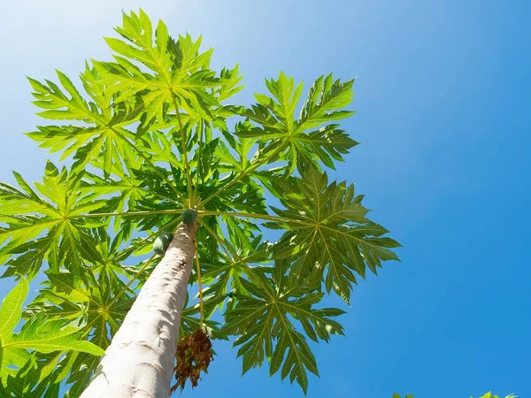 Папайя зелене дерево на блакитному небі — стокове фото