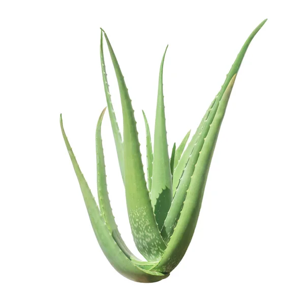 Зелена рослина алое Вера ізольована на білому — стокове фото