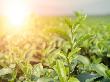 Yeşil ağaç dalı bitki yaprakları