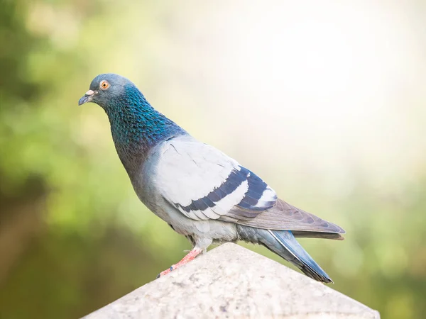 Domestic pigeon bird standing on sky — Stock Photo, Image