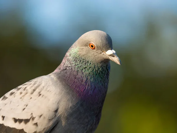 Taubenvogel im Stadtpark — Stockfoto