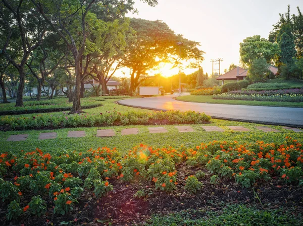 Colorido campo de flores en el jardín —  Fotos de Stock