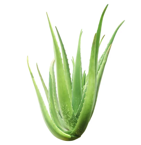 白で隔離緑アロエベラの植物 — ストック写真