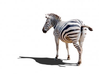 Zebra, açık savana Afrika vahşi hayvan
