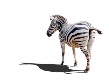 Zebra ,the africa wild animal in outdoor savanna clipart