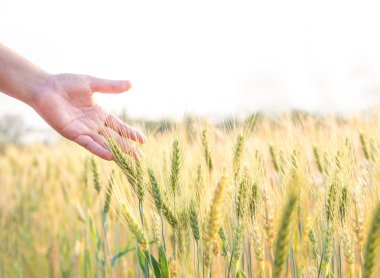 Açık çiftlikte arpa olgun tohum